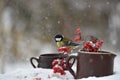 Fluffy great tit bird perched on a clay pot with red berries growing in it