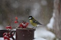 Fluffy great tit bird perched on a clay pot with red berries growing in it