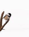 Fluffy great tit bird perched on a tree against white background