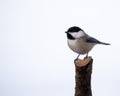 Fluffy great tit bird perched on a tree against white background