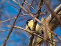 Fluffy Great tit (Parus major) sitting on a branch without leaves in bright sunlight with blue sky in background