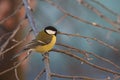 Fluffy Great Tit resting on a tree branch