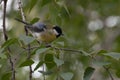 Fluffy Great Tit on a twig in a park