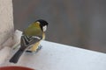 Fluffy Great Tit on the window sill looking down