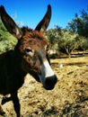 Fluffy Greek Donkey Royalty Free Stock Photo