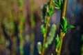 Fluffy green branches of pussy willow with buds on the background of a blue river in light of the sun, spring Royalty Free Stock Photo