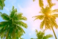 Fluffy green coconut trees against the blue sky. The rays of the bright sun shine through the leaves. Travel and tourism Royalty Free Stock Photo