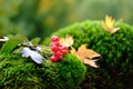 Fluffy green moss with leaves, beautiful blurred natural landscape in the background, the concept of a cozy autumn mood, leaf fall Royalty Free Stock Photo