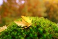 Fluffy green moss with leaves, beautiful blurred natural landscape in the background, the concept of a cozy autumn mood, leaf fall Royalty Free Stock Photo