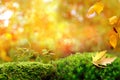 Fluffy green moss with leaves, beautiful blurred natural landscape in the background, long panorama, the concept of a cozy autumn Royalty Free Stock Photo