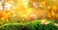 Fluffy green moss with leaves, beautiful blurred natural landscape in the background, long panorama, the concept of a cozy autumn Royalty Free Stock Photo