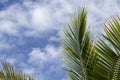 Fluffy green palm leaf on blue sky background. Relaxing tropical landscape photo. Exotic place for vacation. Royalty Free Stock Photo