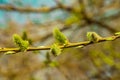 Fluffy green pussy willow bud flowers branch close up on blurred spring natural abstract background Royalty Free Stock Photo