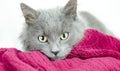 Fluffy grey blue medium hair kitten Royalty Free Stock Photo