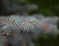 Fluffy grey branches of the white spruce Picea pungens. Coniferous evergreen tree. Needles. Royalty Free Stock Photo