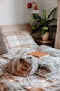 a fluffy grey british longhair cat relaxing on bed in bedroom, autumn or winter cozy bedroom concept