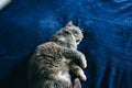 Fluffy grey cat is lying on the blue blanket. Home pet is sleeping on the sofa