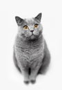 Fluffy grey cat sitting on white background