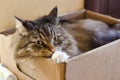 fluffy grey domestic cat with green eyes lies in a box. a shelter for the homeless. Veterinary clinic for pets. angry, scared