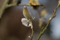 Fluffy grey goat willow catkins, Salix caprea or pussy willow, blooming in spring, close-up view Royalty Free Stock Photo