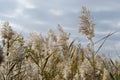 Fluffy grey grass in the field