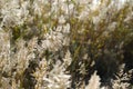 Fluffy grey grass in the field