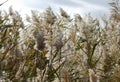 Fluffy grey grass in the field