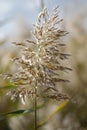 Fluffy grey grass in the field