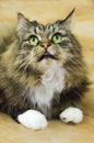 Fluffy grey kind well-groomed domestic cat with green eyes and white paws asks for food.