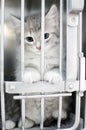 Fluffy grey kitten in animal shelter pound cage Royalty Free Stock Photo