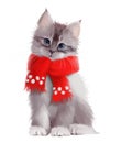 Fluffy grey kitten in red scarf. Watercolor drawing Royalty Free Stock Photo