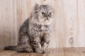 Cute persian grey kitten Royalty Free Stock Photo