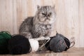 Fluffy grey persian cat with a ball of yarn Royalty Free Stock Photo