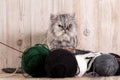 Fluffy grey persian cat with a ball of yarn Royalty Free Stock Photo