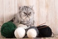 Fluffy grey persian cat with a ball of yarn Royalty Free Stock Photo