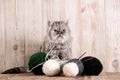 Fluffy grey persian cat with a ball of yarn Royalty Free Stock Photo