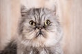 Cute persian grey kitten Royalty Free Stock Photo