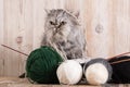 Fluffy grey persian cat with a ball of yarn Royalty Free Stock Photo