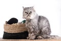 Fluffy grey persian cat with a ball of yarn Royalty Free Stock Photo