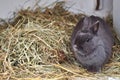 Fluffy grey rabbit with hay Royalty Free Stock Photo