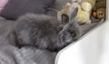 The fluffy grey rabbit