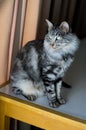 Fluffy grey stripped cat on table