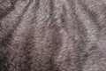 Fluffy grey tabby cat fur for texture and background Royalty Free Stock Photo