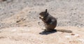 Fluffy ground squirrel rodent animal eating sitting on rocky soil