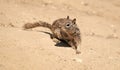 Fluffy ground squirrel rodent marmotini animal in natural habitat