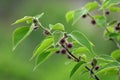 The fluffy growing paper mulberry fruit in spring