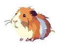 Fluffy guinea pig sitting, looking cute and cheerful