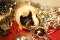A fluffy guinea pig sniffs a silver Christmas balloon