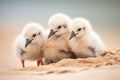 fluffy gull chicks huddled together on a beach dune