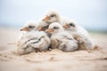 fluffy gull chicks huddled together on a beach dune